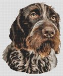 (image for) German Wirehaired Pointer 2